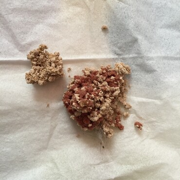 血尿…善意でも野良猫に干物や骨付き鶏肉をあげないで…治すの大変だから(~_~;)
