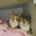 とても性格が良くて飼いやすい三毛の姉妹一緒で