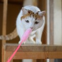 高齢の独居女性がお世話をしています。まり子