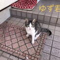 可愛い子猫ちゃん3匹
