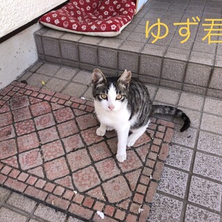 可愛い子猫ちゃん3匹