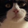 おこめあ