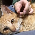 【天真爛漫、かわいい盛り】小柄な黄色い子猫(♂)