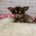 チワワ　ベルちゃん里親募集中