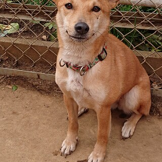 笑顔が素敵な豆柴風♀