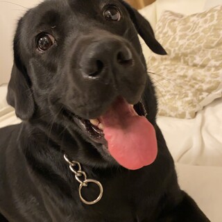 お利口さんなクロラブ