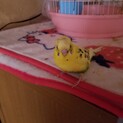 セキセイインコ里親募集