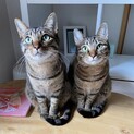 ◎兄妹猫オス・メス２匹里親様探しています◎