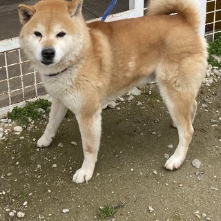 柴犬 オス