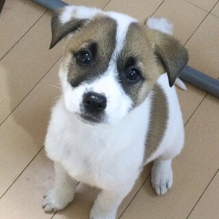 生後２ヶ月です