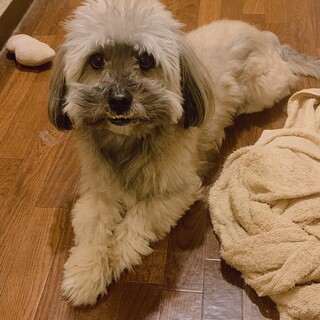 シーズとダックスのMIX