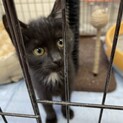 子猫を保護しました。8ヶ月です。