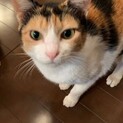 おとなしくて賢い三毛園さん避妊検査済み