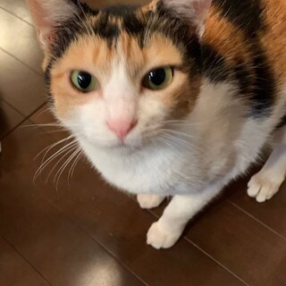 おとなしくて賢い三毛園さん避妊検査済み