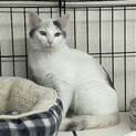 子猫を保護しました。10ヶ月です。