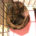 テディベア風？さびちゃん