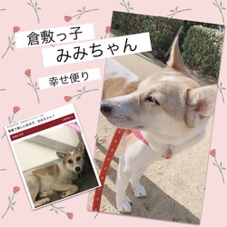 「倉敷っ子みみちゃんの幸せ便り」サムネイル1