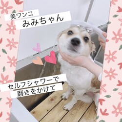 「倉敷っ子みみちゃんの幸せ便り」サムネイル2