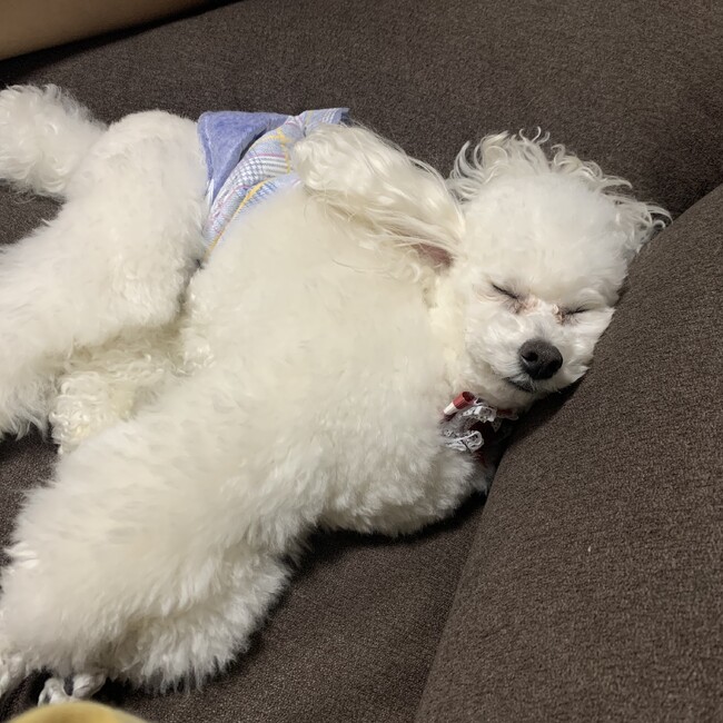 いのまる☺︎のカバー写真