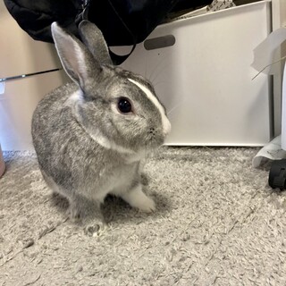 ウサギ、オス、グレー おとなしいケージ類付き
