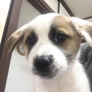 ２ヶ月の女の子です