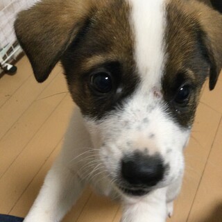 ２ヶ月の男の子です