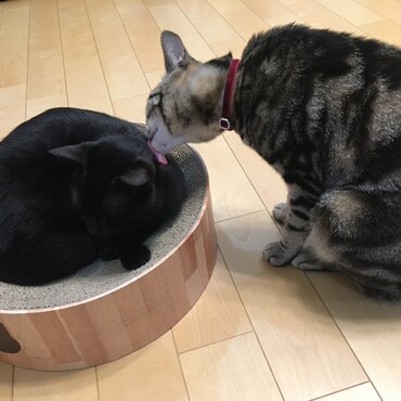 どいて欲しくて噛みそうだったので、みーてーるーよー。の一言で、ペロペロに。