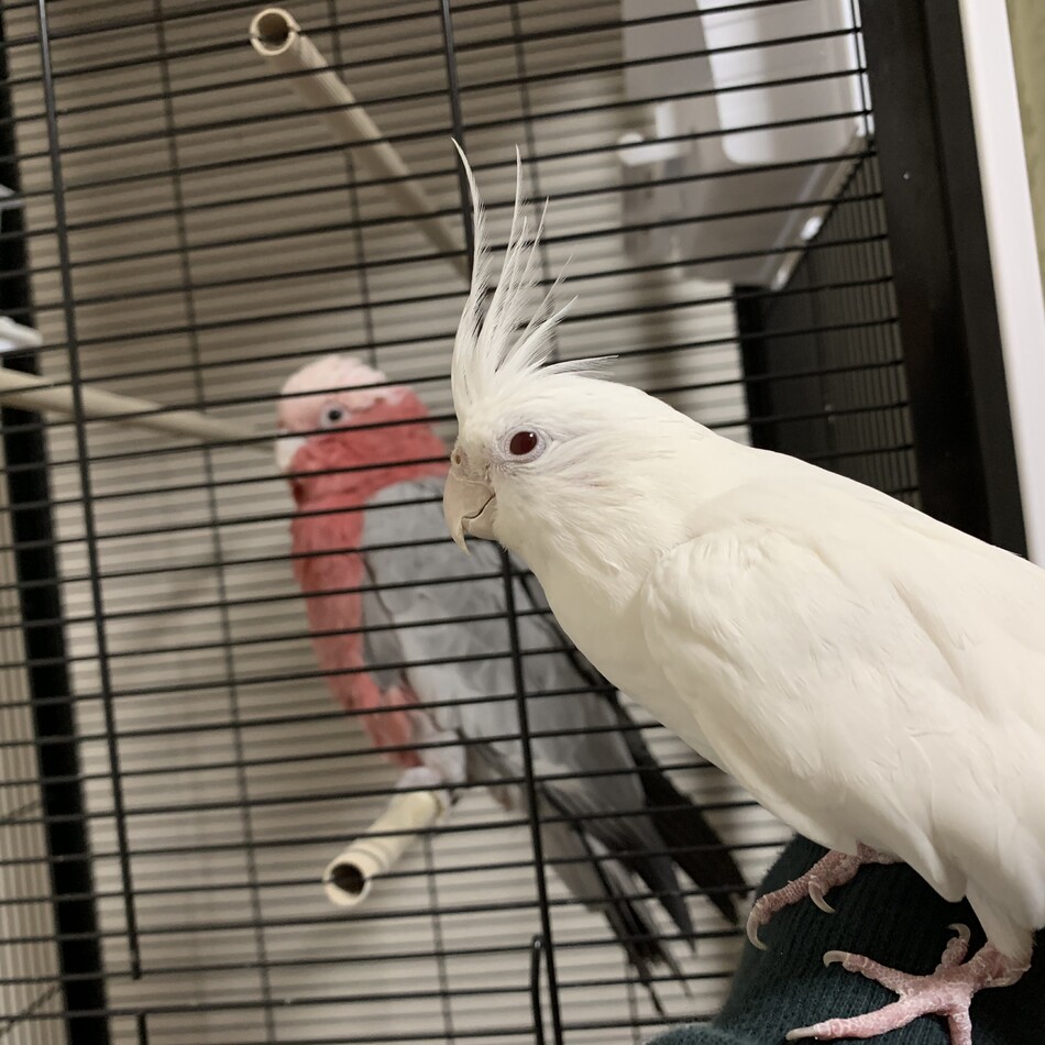 マシロのカバー写真