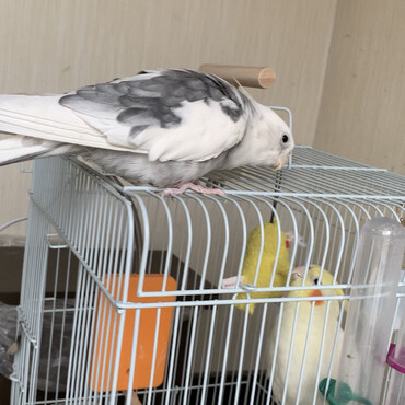 お見合いにてやはり黄色の子が好きみたいで妹宅にオスは行きます。