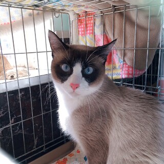 ブルーアイのシャム系の男の子