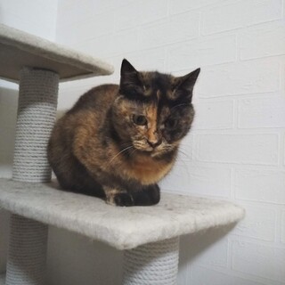 丸顔の可愛いサビ猫ディアちゃん