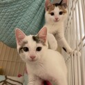 おはぎ❤️大福　三毛とキジ白