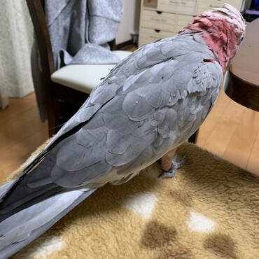 ふさふさな翼