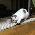 つぶらな瞳の白くんです