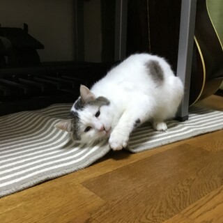つぶらな瞳の白くんです