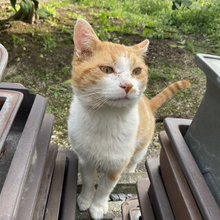 とても人懐こい茶トラ白オス※交渉中
