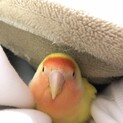 コザクラインコ(ルチノー)の里親募集します