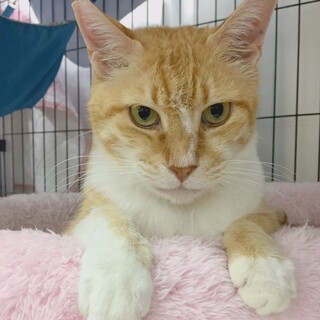 おだやかな茶トラ男子　ヒロシです…