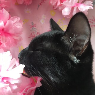 コキちゃん【トライアル決定】