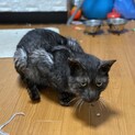 保護猫　甘えん坊