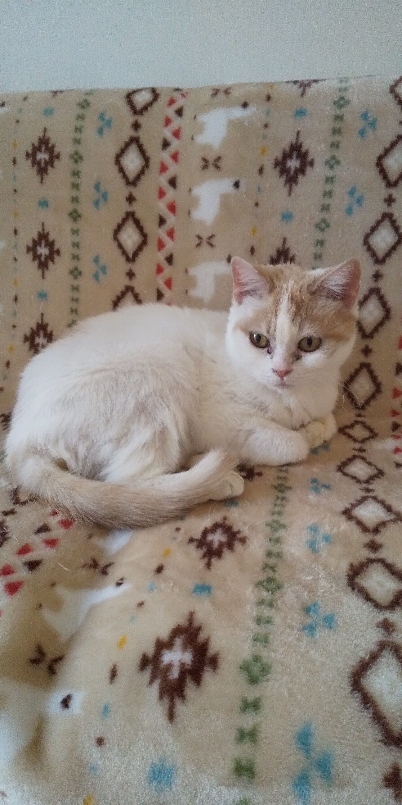 スコティッシュフォールド 千葉県 猫の里親募集 ペットのおうち 月間利用者150万人