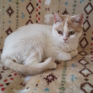 スコティッシュフォールドの女の子☆ハンナちゃん