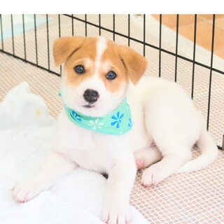 ムッチリBodyの甘えん坊『ブラピ君』