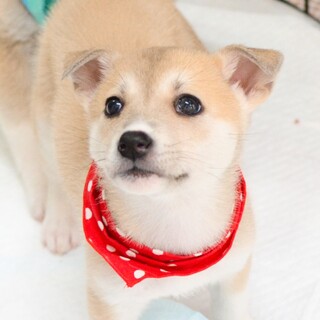 美しく気高さあふれる『ビビアンちゃん』