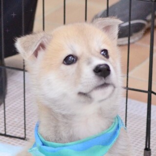 遊んで！遊んで！！おねだり上手な『キアヌ君』