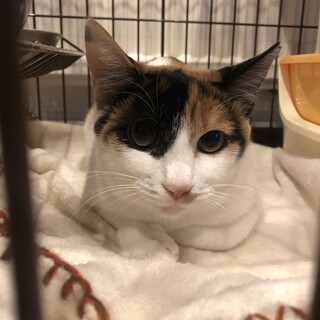 美・三毛猫じっくり馴らして頂ける方の里親さん募集！