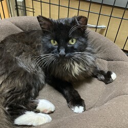 エイズ陽性の黒猫を保護しました。