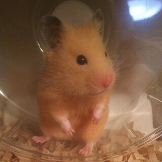 キンクマハムスター　6ヶ月