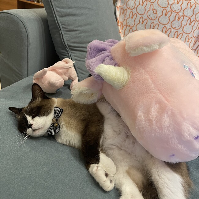 ゆきひめ825のカバー写真