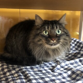 ありがとうございました★美猫毛長のマチルダちゃん